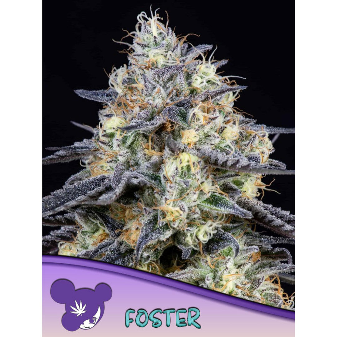 Anesia Foster Fem 3St.