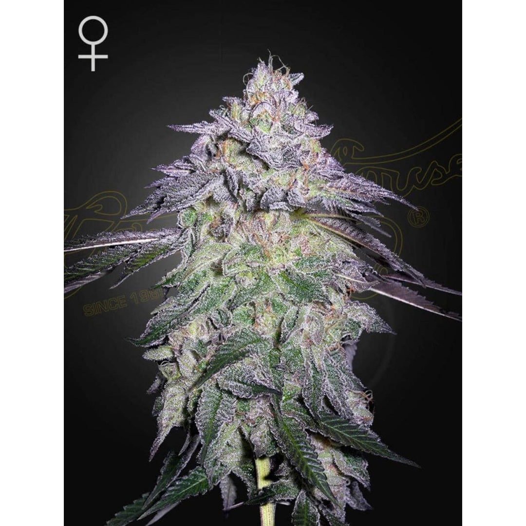 Green House Seed Co. Nori Cake Fem 3St.