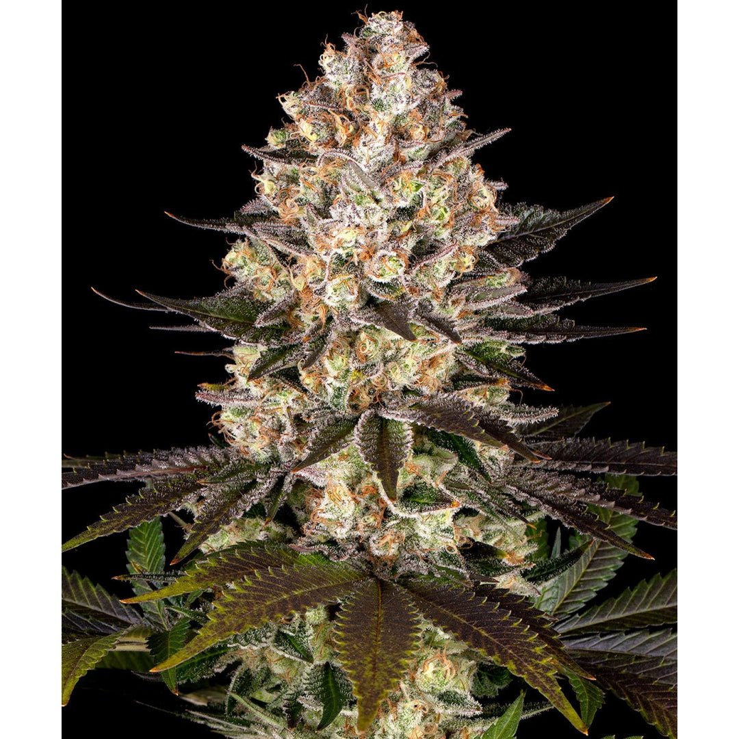 Barneys Farm Hindu Kush Fem 3 St.