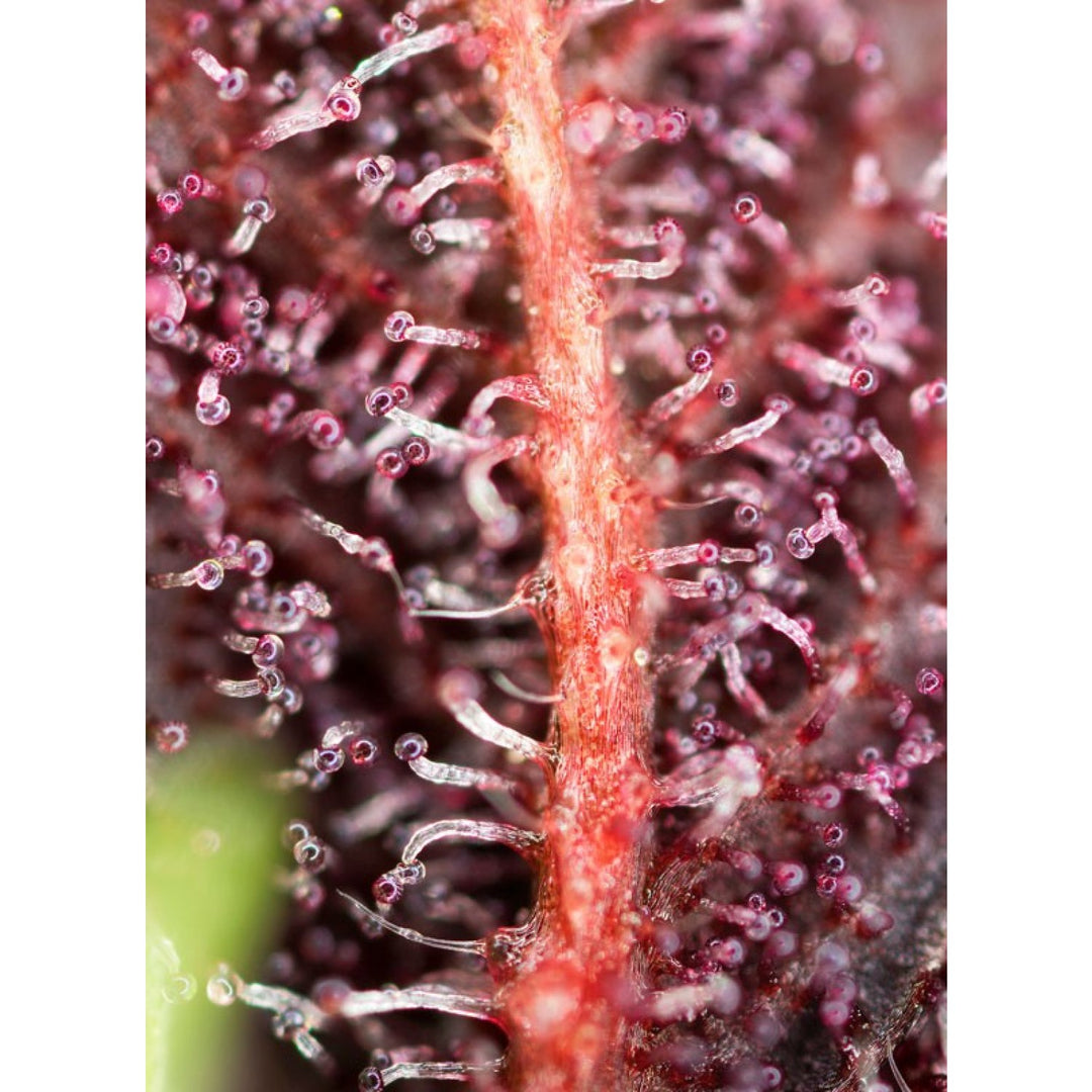 Sweet Seeds Red Hot Cookies Fem 3St.