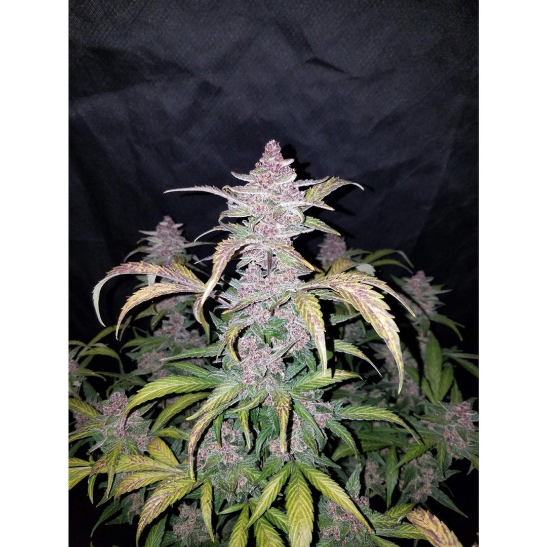 Fast Buds Blackberry Auto Fem 3St.