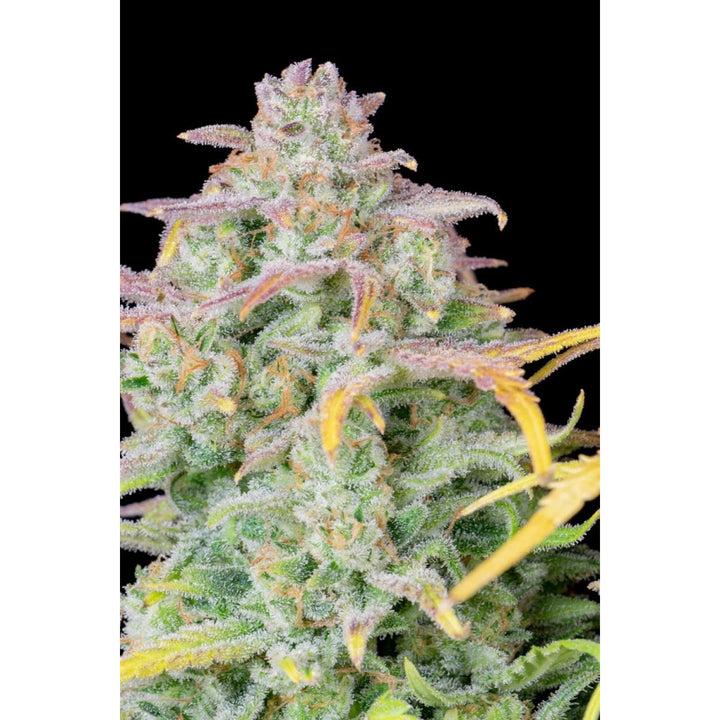 Fast Buds Original Trainwreck Auto Fem. 3St.