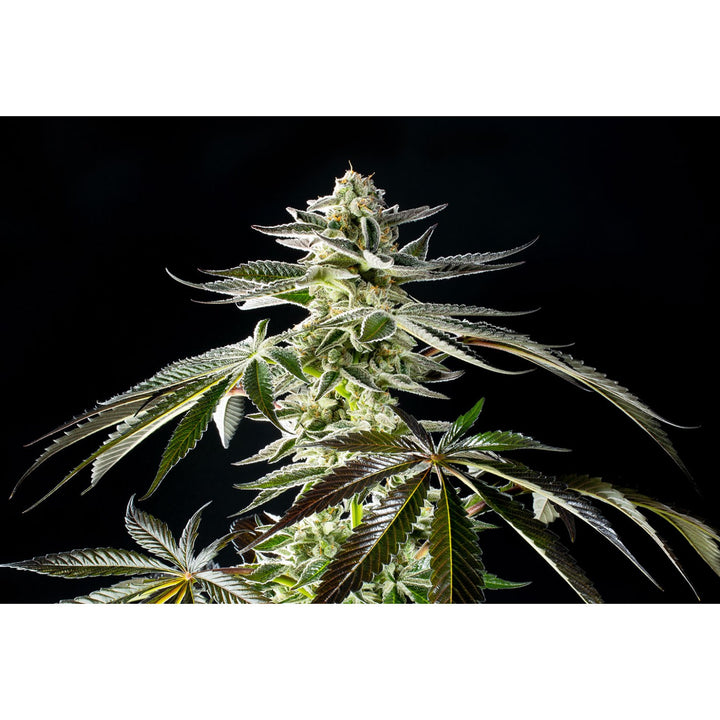 Kannabia Apple &amp; Bananas Fem. 3St.
