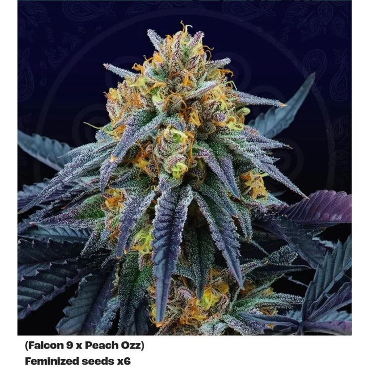 Perfect Tree Peach Sherbert OG Fem 6St.