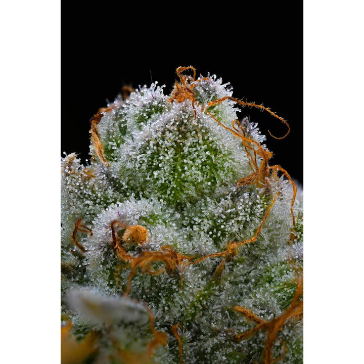 Barneys Farm Blue Dream Fem 3St
