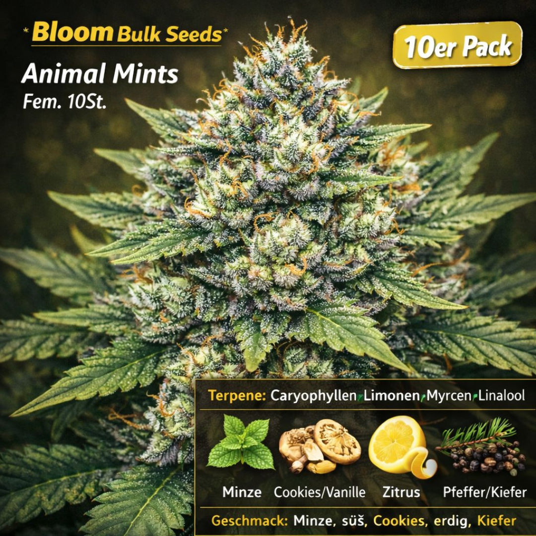 Bloom Bulk Seeds Animal Mints Fem 10St.