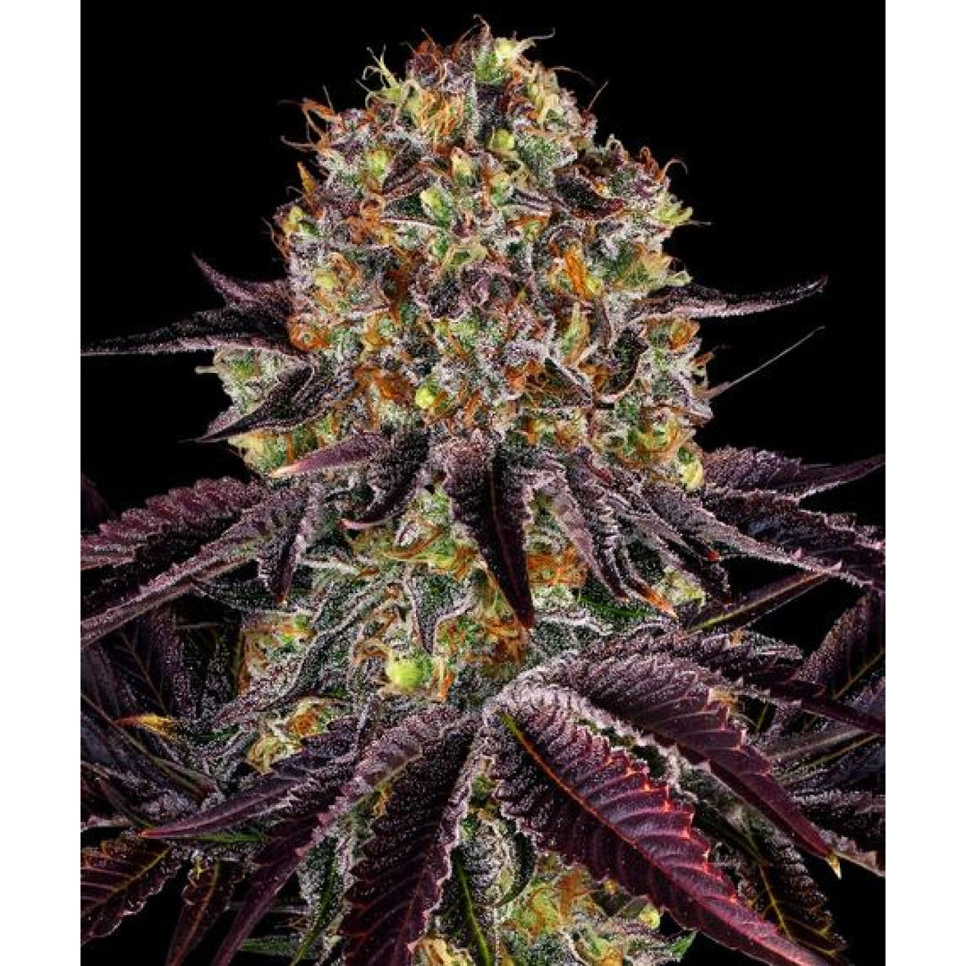 Barneys Farm Runtz Layer Cake Fem 3St.