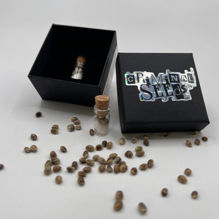 Criminal Seeds Schoko Loop Auto Fem 3St.