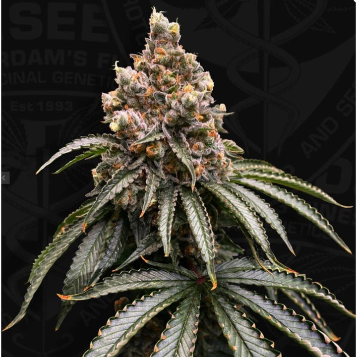 T.H. Seeds Mona Lisa Fem 6St.