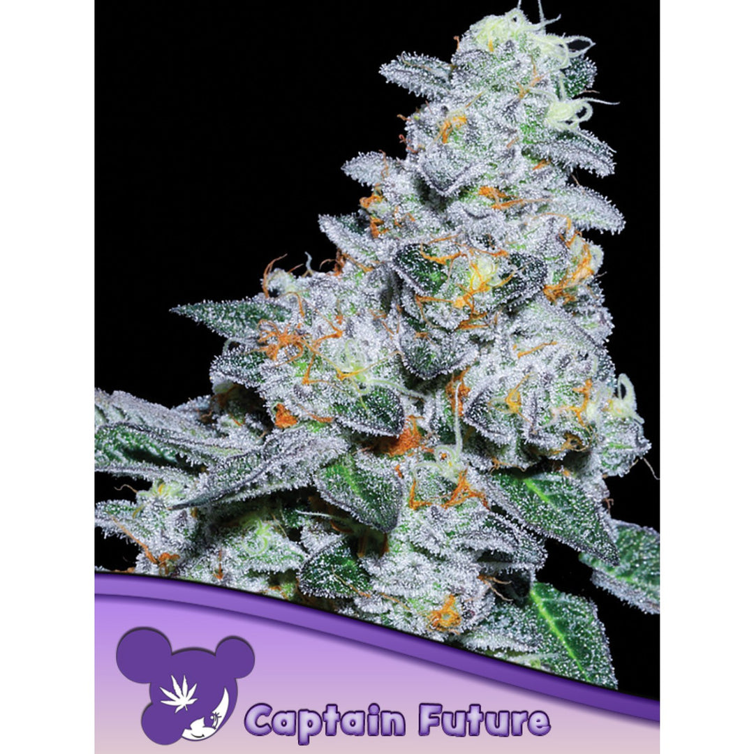 Anesia Captain Future Fem 3St.