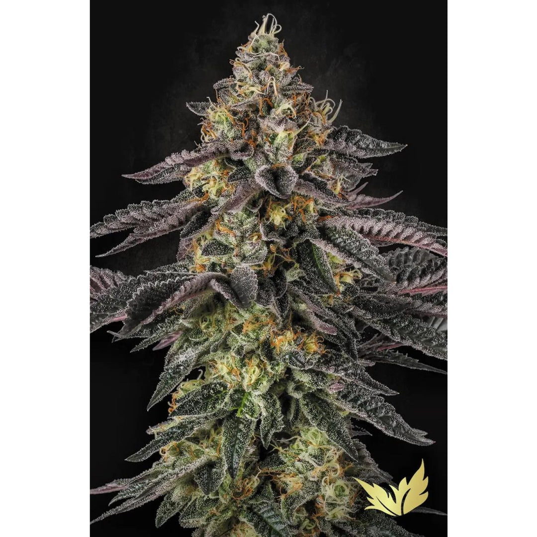 Paradise Seeds Sunset Paradise Fem 3St.