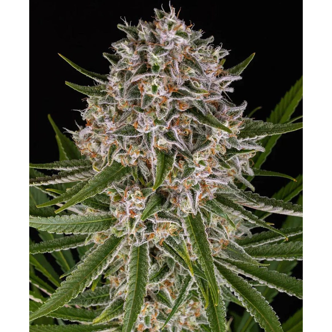 Barneys Farm Lemon Haze Auto Fem 3St.