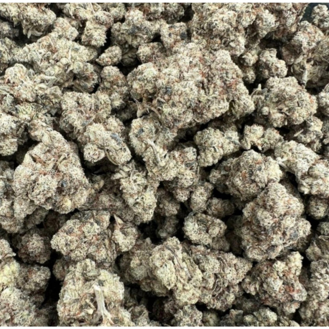 In House Genetics Platinum Gorilla Fem 3St.