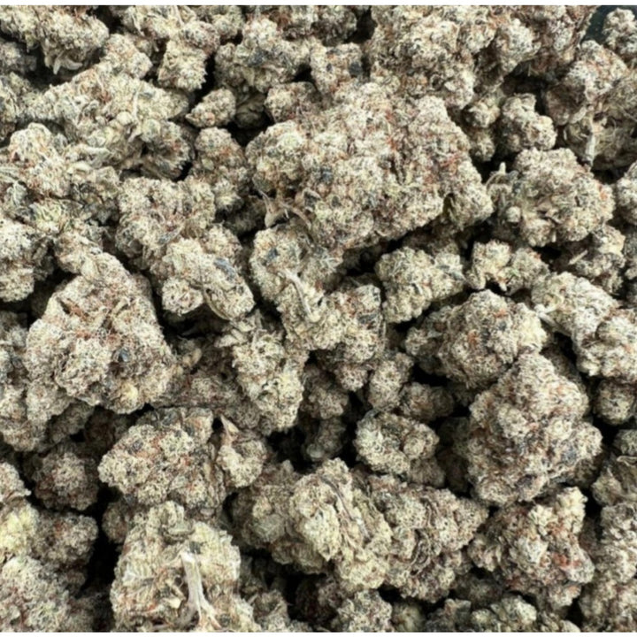 In House Genetics Platinum Gorilla Fem 3St.
