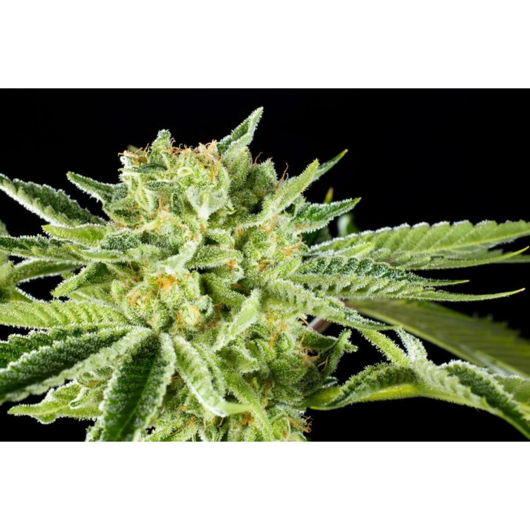 Kannabia Rainbow Sherbet Nr11 Fem. 3St.