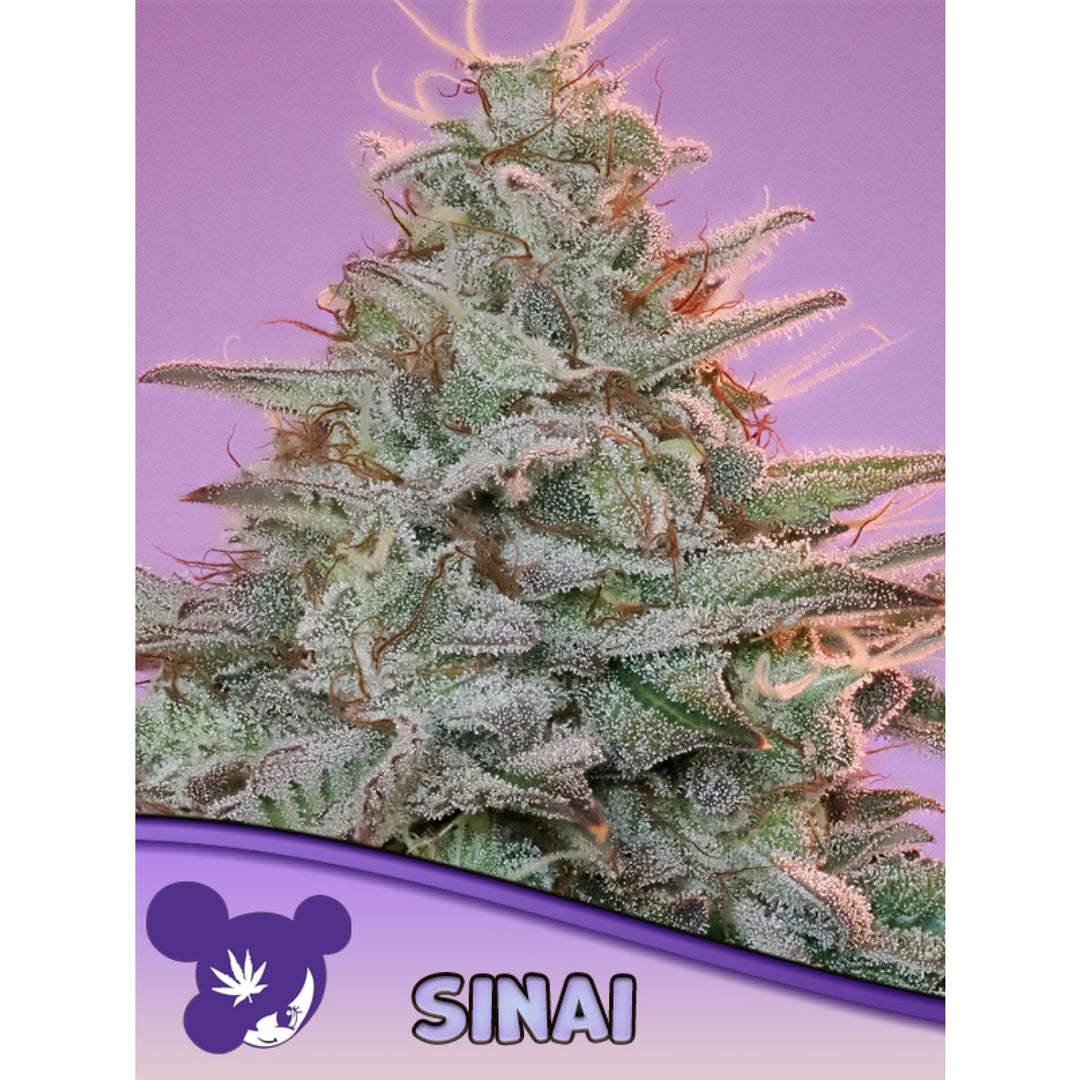 Anesia SINAI (Landrasse) Fem 3St.