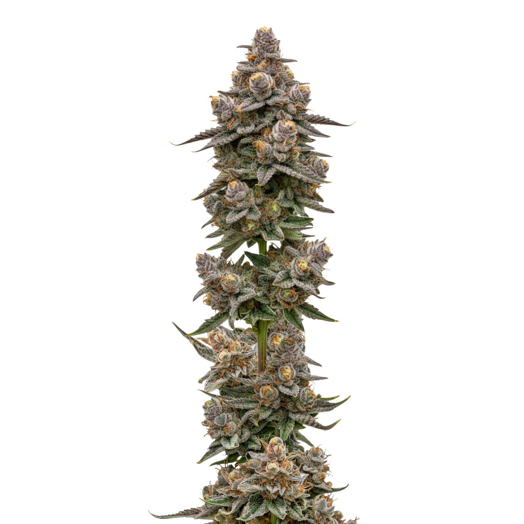 Growers Choice Blue Zeclair Fem 3St.