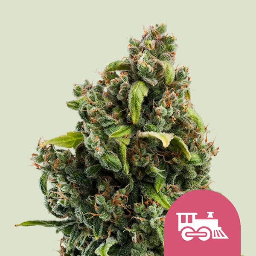 Royal Queen Seeds Candy Kush Express Fast Fem. 3St.