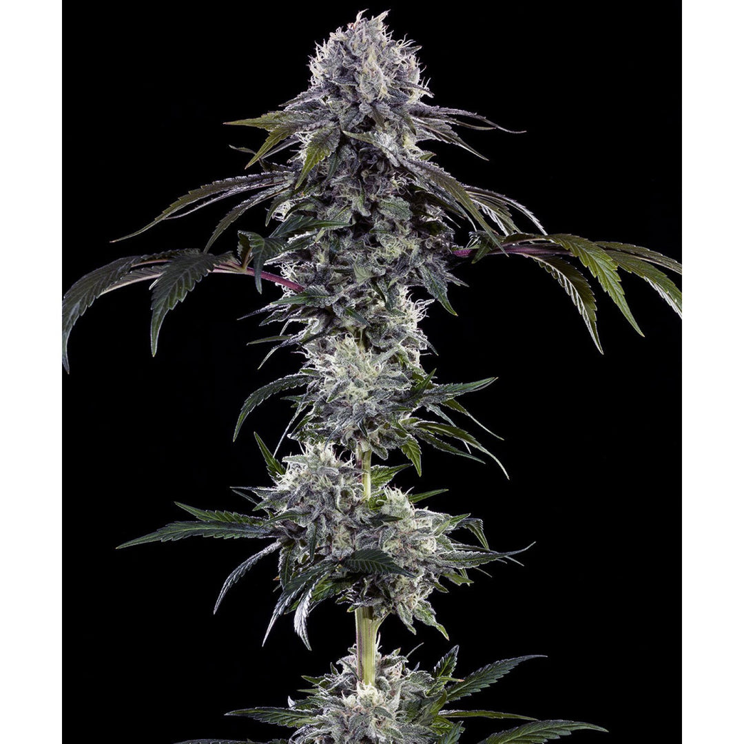 Barneys Farm Durban Z Fem 3St.
