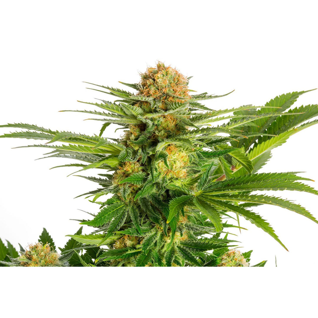 Kannabia White Domina Fem. 3St.
