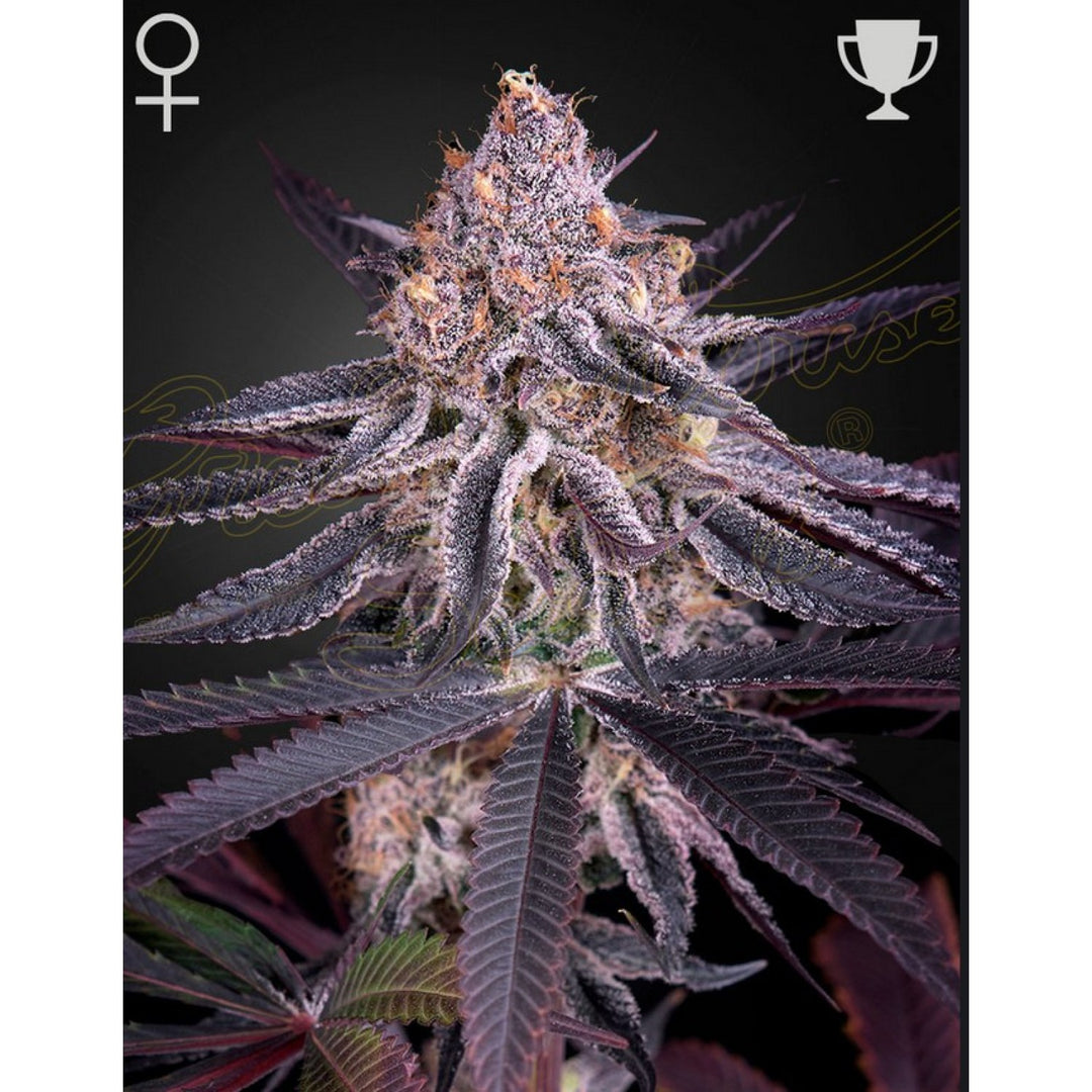 Green House Seed Co. Kings Juice Fem 3St.