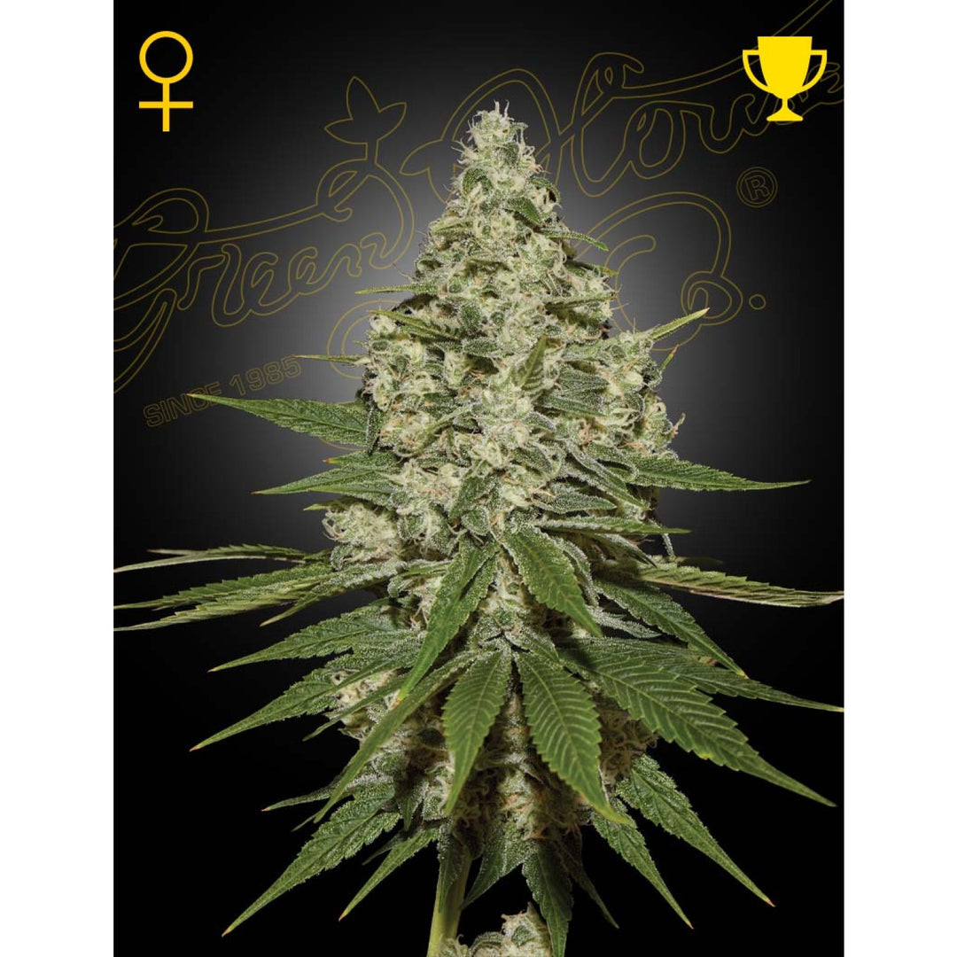 Green House Seed Co. Super Lemon Haze Fem. 3St.