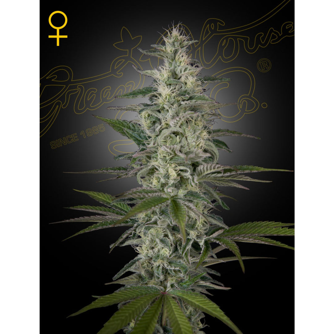 Green House Seed Co. Hawaiian Snow Fem. 3St.