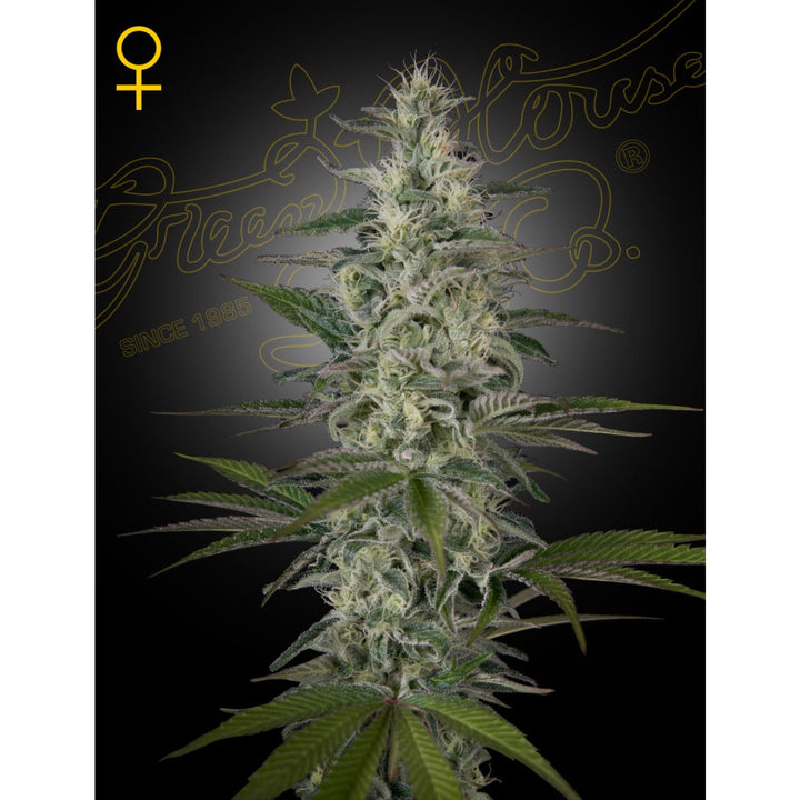 Green House Seed Co. Hawaiian Snow Fem. 3St.