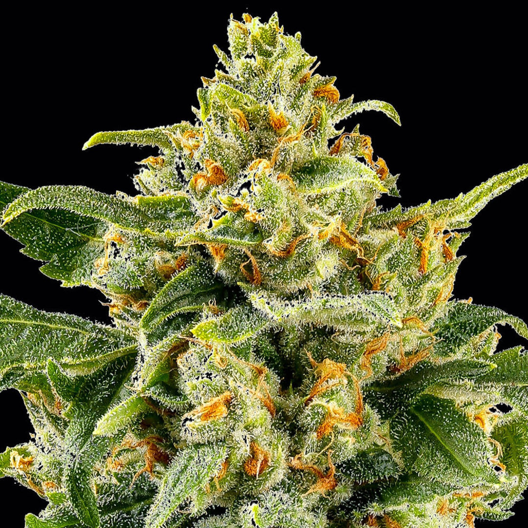 Barneys Farm Skunk 