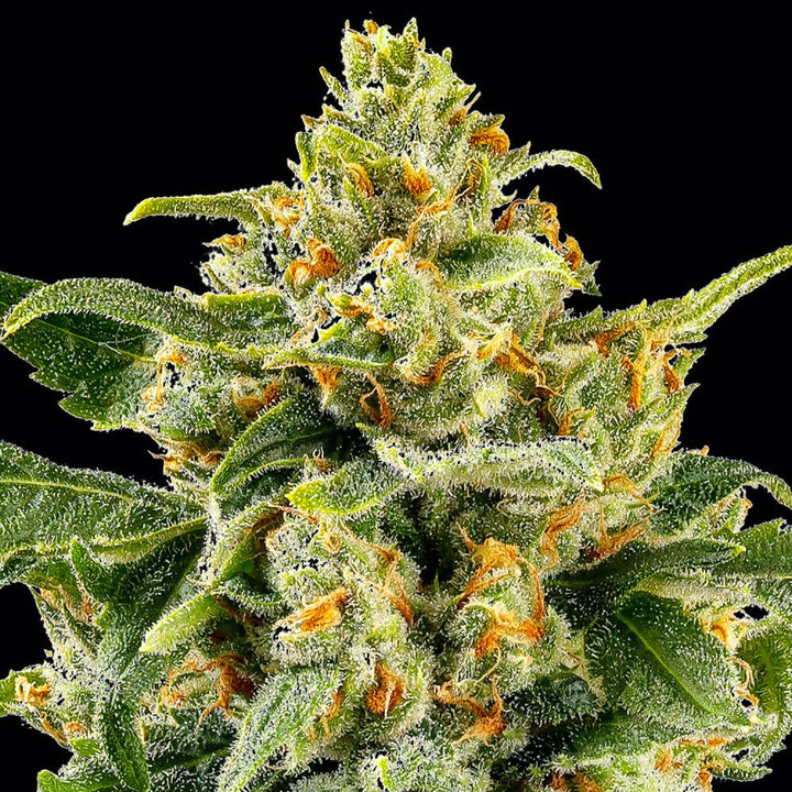 Barneys Farm Skunk 