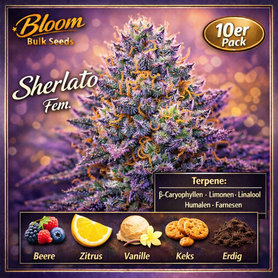 Bloom Bulk Seeds Sherlato Fem 10St.