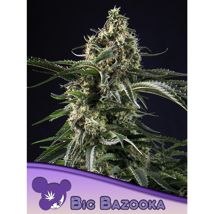 Anesia Big Bazooka Fem 3St.