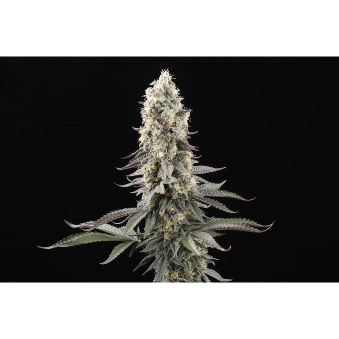 Paradise Seeds El Dorado OG Fem 3St.