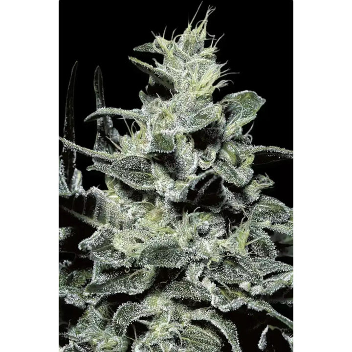Paradise Seeds Nebula Fem 3St.