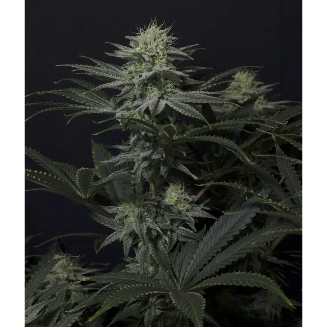 Fast Buds GG4 Sherbet FF Fem 3St.