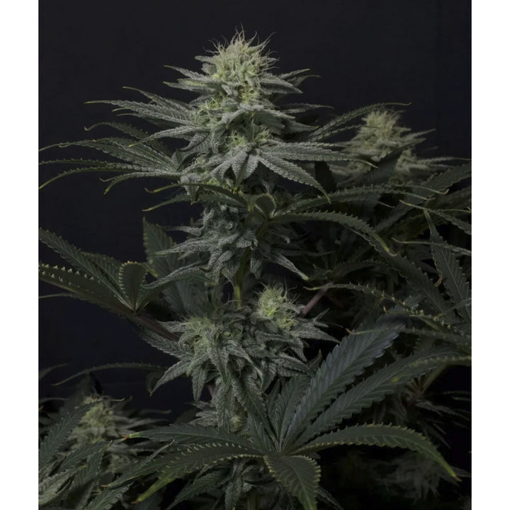 Fast Buds GG4 Sherbet FF Fem 3St.