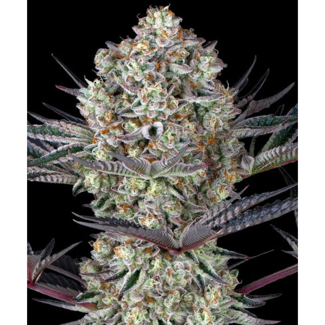 Barneys Farm DOS SI DOS 33 Fem 3St.