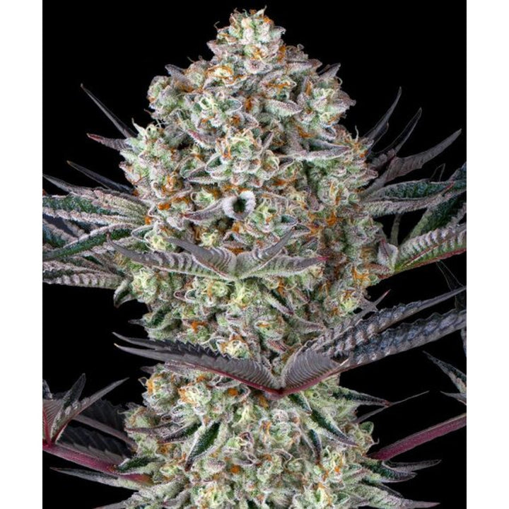 Barneys Farm DOS SI DOS 33 Fem 3St.