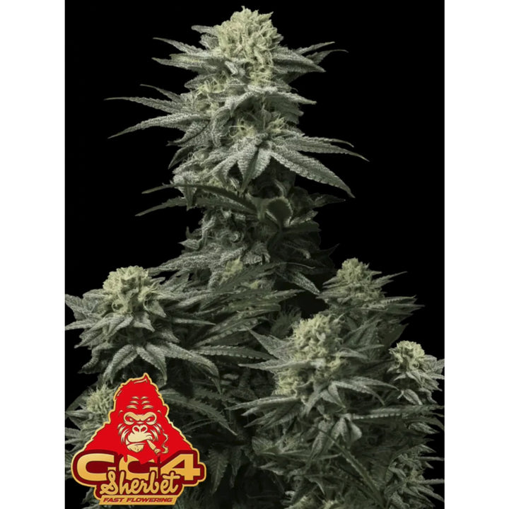 Fast Buds GG4 Sherbet FF Fem 3St.