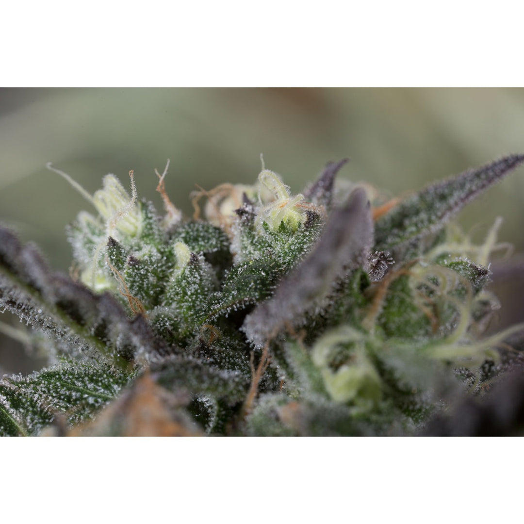 Humboldt Seeds Blueberry Headband Fem 3St.