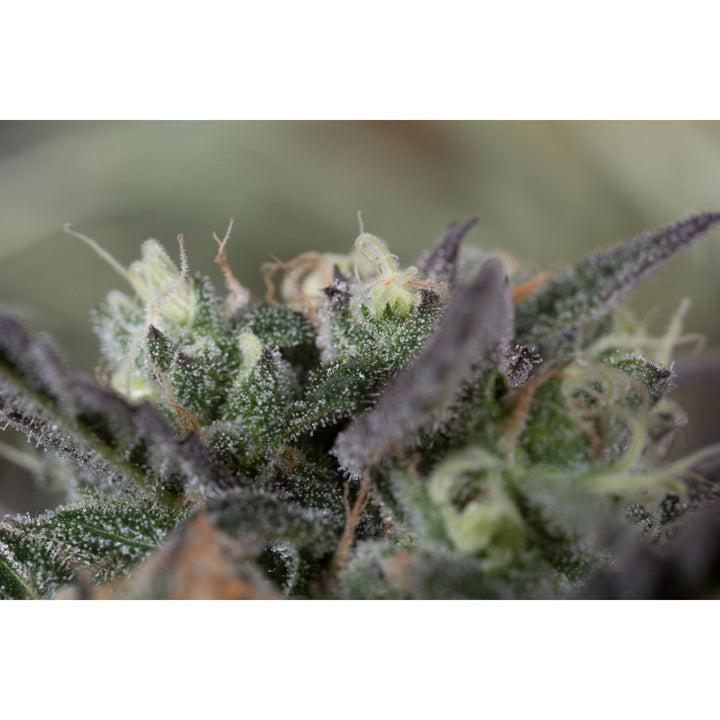 Humboldt Seeds Blueberry Headband Fem 3St.