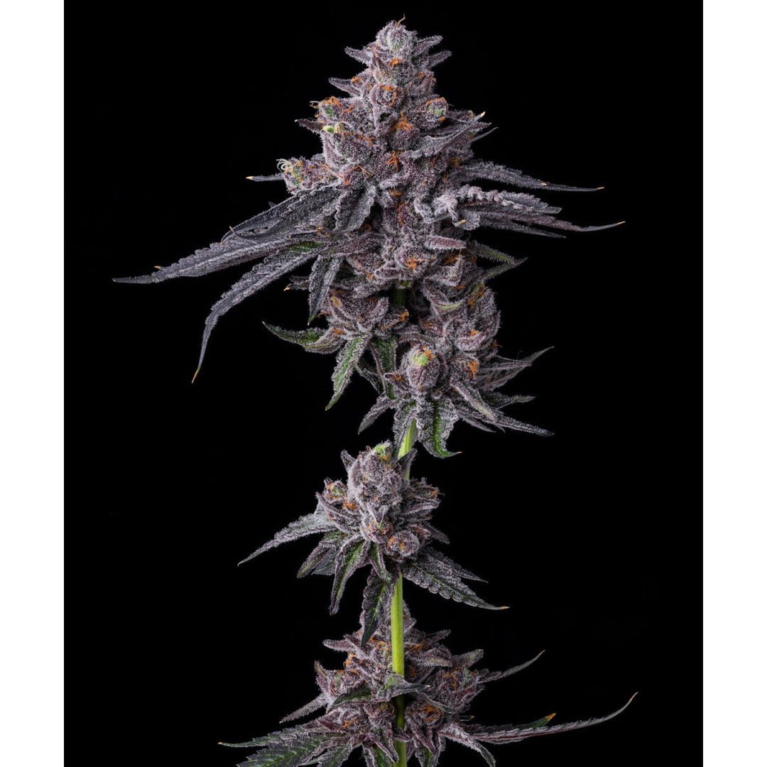 Barneys Farm Zillions Fem 3St.