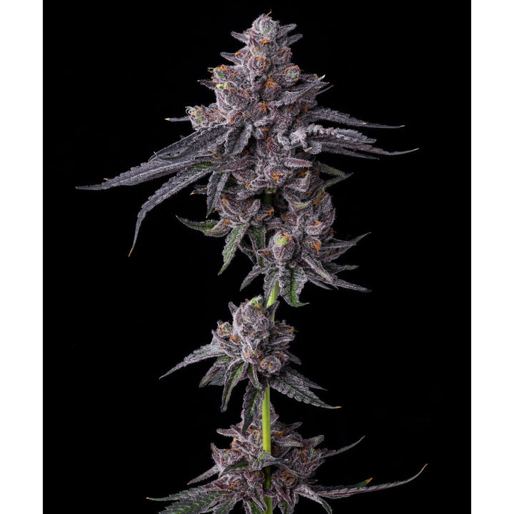 Barneys Farm Zillions Fem 3St.