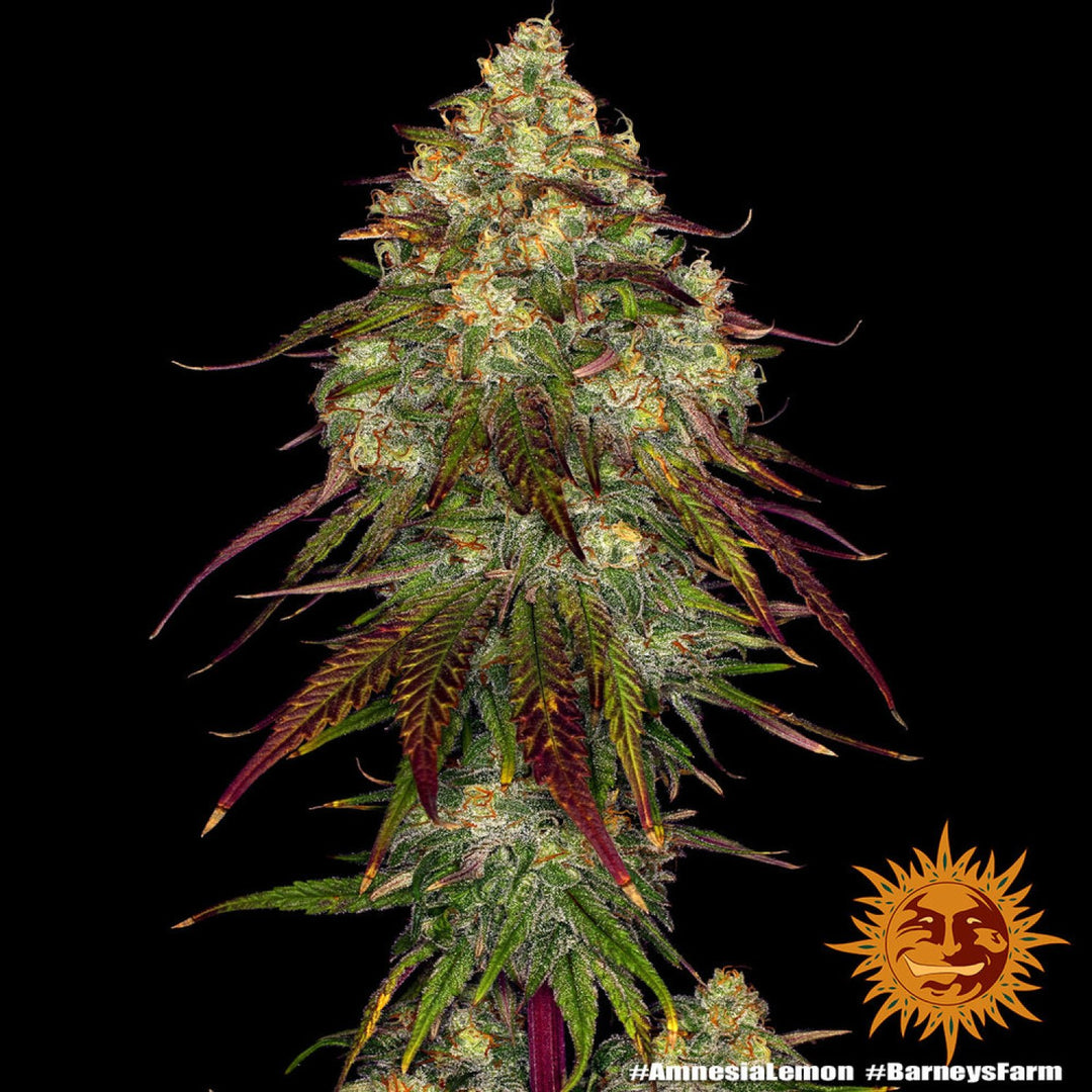 Barneys Farm Amnesia Lemon Fem 3St.