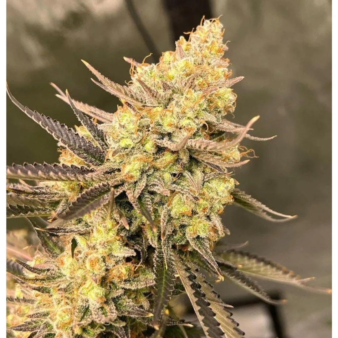 Growers Choice Cherry Zoap Auto Fem 3St.