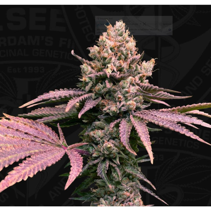 T.H. Seeds London Mint Cake Fem. 6St.