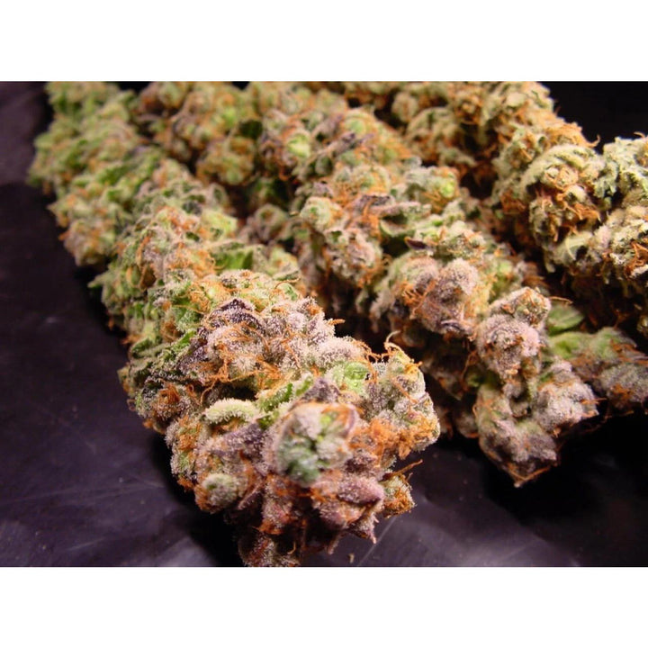 Paradise Seeds Durga Mata Fem 3St.
