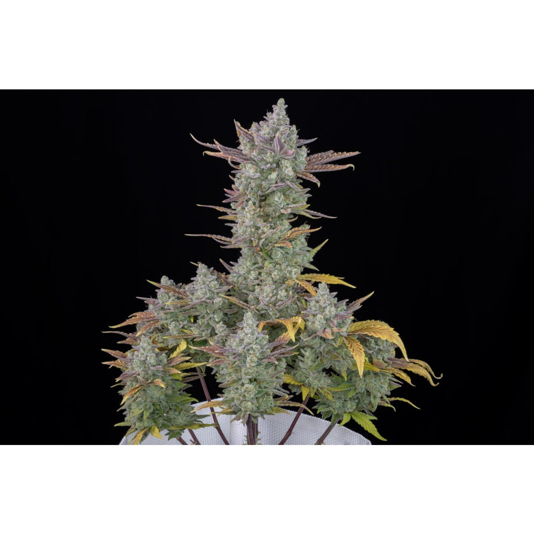 Fast Buds Gorilla Cookies Auto Fem 3St.