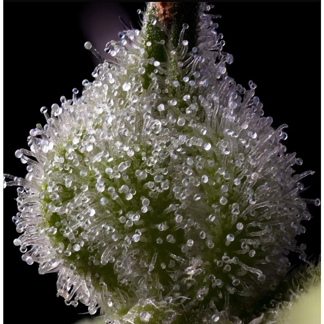 Barneys Farm Mendo Breath Fem 3St.