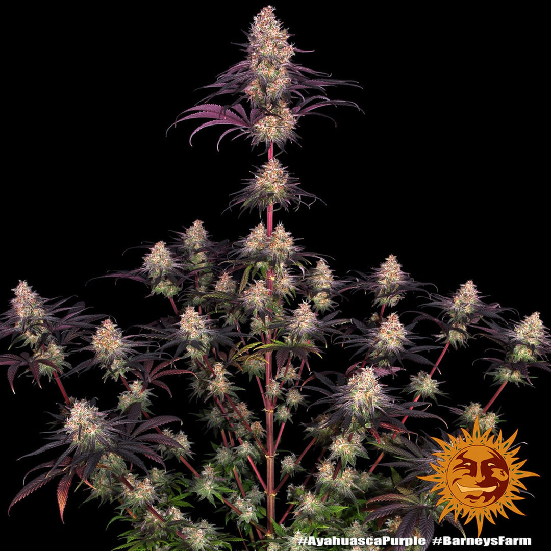 Barneys Farm Ayahuasca Purple Fem 3St.